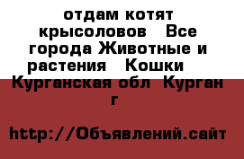 отдам котят крысоловов - Все города Животные и растения » Кошки   . Курганская обл.,Курган г.